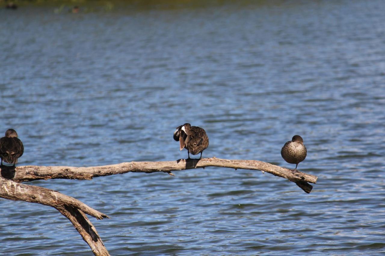 Sandpipers @ Millicent מראה חיצוני תמונה
